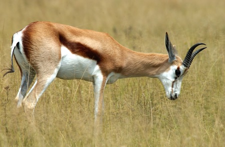 Springbuck